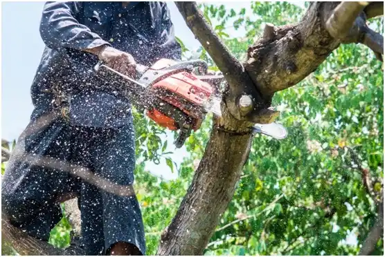 tree services Millersburg